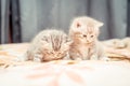 Pair of Funny British catÃ¢â¬â¢s kitten